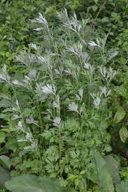 Stomach problems (colic, diarrhea, cramps, constipation, slow digestion, vomiting). How To Use Mugwort For Dreams Sleep And More Herbal Academy