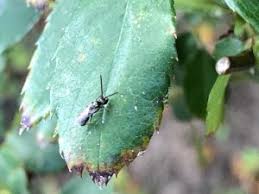 Affordable and professional pest control in arlington, texas. Pest Control Blog Sureguardpest