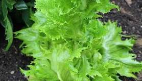 What can I do with bolted lettuce?