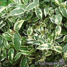 Image result for Fuirena sagittata