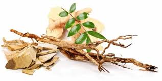Herbalists promote the use of tongkat ali which is a traditional … Tanya Jawab Tongkat Ali Deherba Com