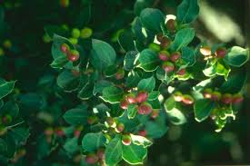 Image result for Acokanthera