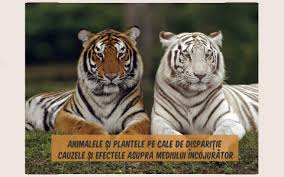 Aceste plante sunt folosite în fabricarea medicamentelor naturiste. Cauzele Disparitiei Speciilor Distrugerea Habitatelor Expl By Claudia Deea