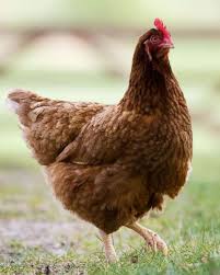 Thanks for watching over us. Salmonella Outbreak Tied To Raw Chicken Products Sickens 92 People In 29 States Cdc Abc News