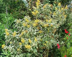 Image result for Xerophyta pauciramosa