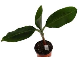 Image result for Musa sp. (Ornamental bananas)