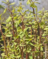 Japanese knotweed is a perennial grass, with an average height of 3 to 2.5 meters. How To Get Rid Of Japanese Knotweed Does Weedkiller Work Express Co Uk