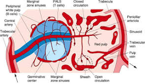 Teaching Anatomy Histological Features Of Spleen Anatomy Basement Membrane Gastrointestinal System
