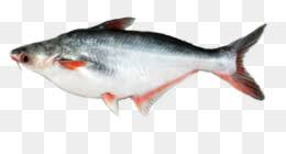 Polish your personal project or design with these patin transparent png images, make it even more personalized and more attractive. Pangasius Png And Pangasius Transparent Clipart Free Download Cleanpng Kisspng