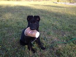 Pin By Toy Denafo On Shepherds Dharma Animals Dogs