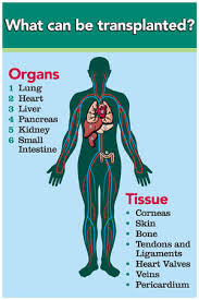 Image result for Transplantation