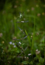 Image result for Spermacoce radiata