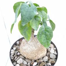 Image result for Pyrenacantha