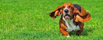 We offer beautiful, top quality, health guaranteed puppies to become a new member of your family. Top Activities For Basset Hounds Wag