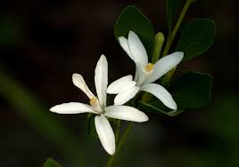 Image result for Turraea obtusifolia