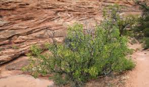 Image result for Agelanthus sp. aff. A. brunneus