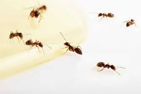 Get info on advanced pest management in odessa, tx 79761. Home Pest Control Service Odessa Tx Pest Exterminator In Odessa Tx Brown Pest Control Solutions