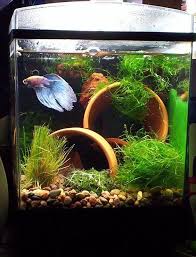 Pin By Katythereptile On Pets Betta Aquarium Betta Fish Types Betta Fish Tank