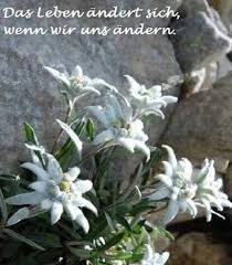 Pin Von Miba Ceglarski Auf Besondere Spruche Lebensweisheiten Schone Spruche Weisheiten