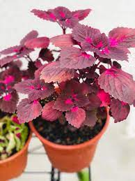 Maaaa aku nemenin haris tidur di. Pokok Hati Hati Home Furniture Gardening On Carousell