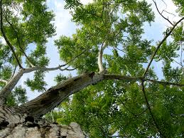 Image result for Cedrela