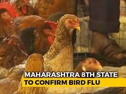 But varieties of avian influenza are common in china and, due to increased surveillance of the viruses, relatively easy to find in humans. Bird Flu Maharashtra Becomes Eighth State To Confirm Bird Flu 800 Chickens Dead
