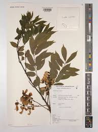 Image result for Millettia dura