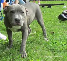 american pit bull terrier dog breed