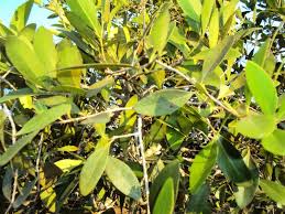 Image result for Pleurostylia