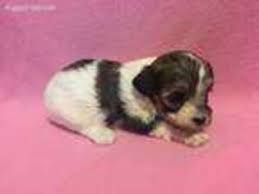 We did not find results for: Puppyfinder Com Havanese Puppies Puppies For Sale Near Me In Minnesota Usa Page 6 Displays 25