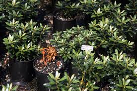 It puts me in mind of grape bubble gum. Kalmia Mountain Laurel Root Rot Pacific Northwest Pest Management Handbooks