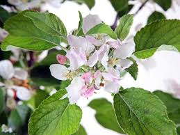 It opens first and can develop a larger fruit. Mature Apple Trees For Sale Online View Our Great Range Now