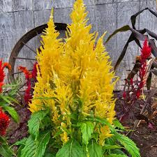 Image result for Celosia