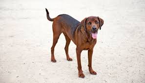 Check spelling or type a new query. Redbone Coonhound Dog Breed Information Photos History And Care