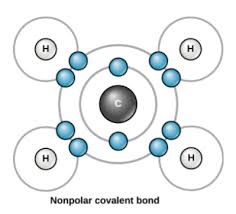 Polar bonds form when two bonded atoms share electrons unequally. Covalent Bonding Biology Definition Role Expii
