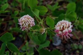 Image result for Trifolium baccarinii