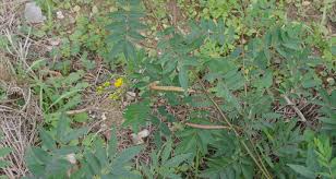 Image result for Senna sophera