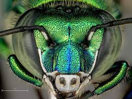 Download and print amazing bee coloring pages for free. Orchid Bees The Euglossines