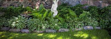 Look for varieties that unfurl flowers in red, pink, white or lavender. Our Top 6 Shade Perennials White Oak Gardens Cincinnati Oh