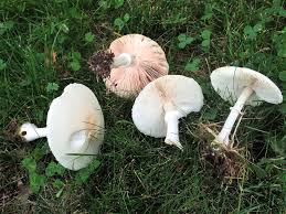 Leucoagaricus leucothites – Mushrooms Up! Edible and Poisonous Species of  Coastal BC and the Pacific Northwest