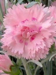 Dianthus Candy Floss Dianthus Flowers Fragrant Flowers Flowers Perennials