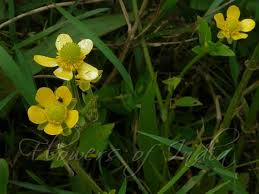 Image result for Ranunculus sceleratus