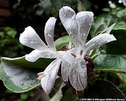 Image result for Barleria albostellata