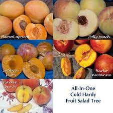 Sweet and fleshy edible product of a plant or tree, containing seed. Cold Hardy Grafted Fruit Trees Fruit Fruit Salad Tree