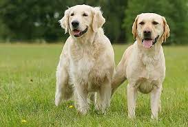 15 maddede labrador retriever onedio com