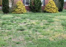 They have poisonous roots to plants but not humans. 6 Reasons You Can T Kill Weeds In Your Lawn Dogwood Landscaping