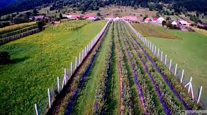 Primăria municipiului galaţi informează că a fost semnat comisia europeană a cerut ungariei să reformeze legislaţia privind achiziţiile publice pentru a combate fraude în valoare de miliarde de dolari din fondul. Plantatie Afine Plopu Familia Paduret Youtube