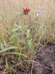 Image result for Pasaccardoa