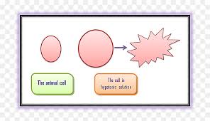 Check spelling or type a new query. Animal Cell Before And After Diagram Played Hd Png Download Vhv