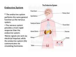 Anatomy And Physiology The Endocrine System 02 19 13